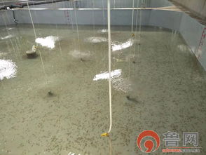 海緣養(yǎng)殖科技 以技術領域樹品牌，南苗北育模式促發(fā)展